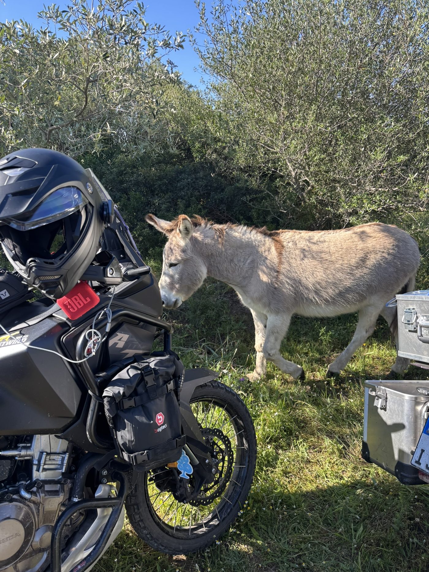 Esel neben Motorrad-Alukoffern, Sardinien